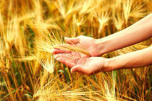 [Photo of hands holding wheat]