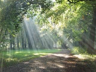 [Photo of sunlight shining on a forest path]