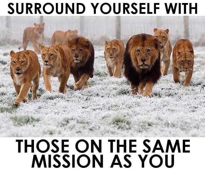 [Photo of lions with words superimposed]