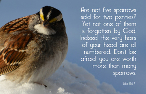 Photo of a sparrow with a Scripture verse superimposed