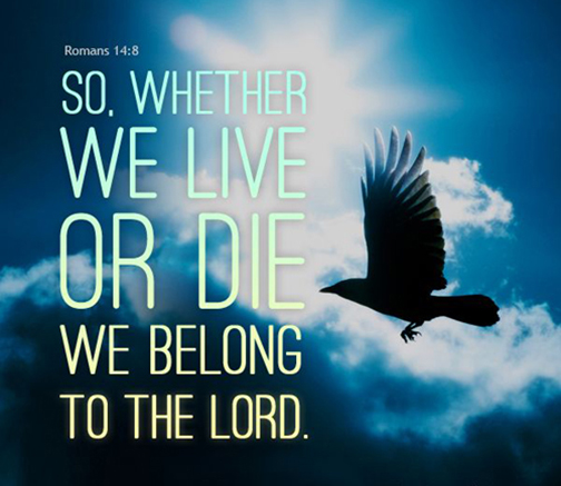 Photo of a bird in flight with a Scripture verse superimposed