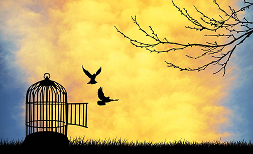 [Photo of birds set free]