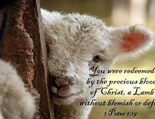 Photo of a lamb with words superimposed