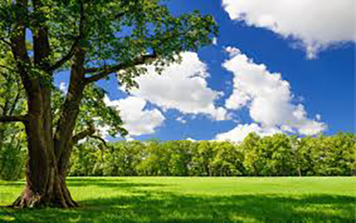 [Photo of green trees and blue sky]