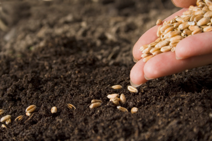 [Photo of a hand holding seeds above the soil]