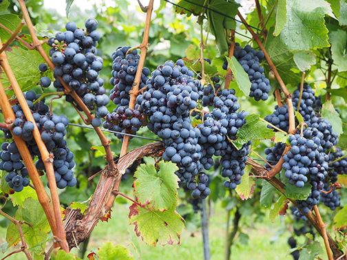 [Photo of grape vine]