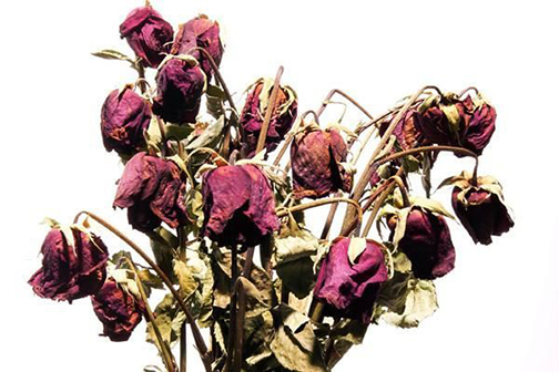 [Photo of withered flowers]